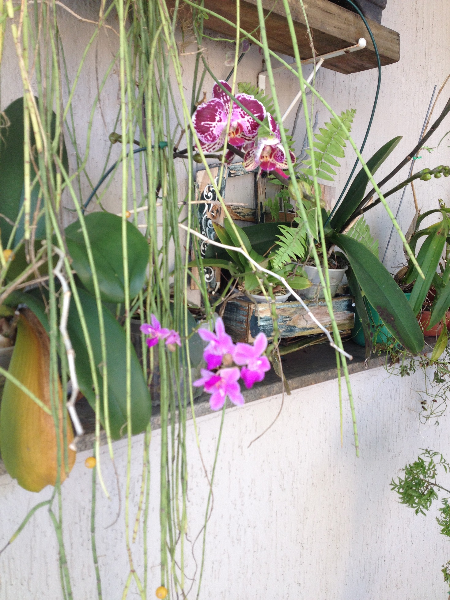 Orquideas 2 IMG_4299.jpg