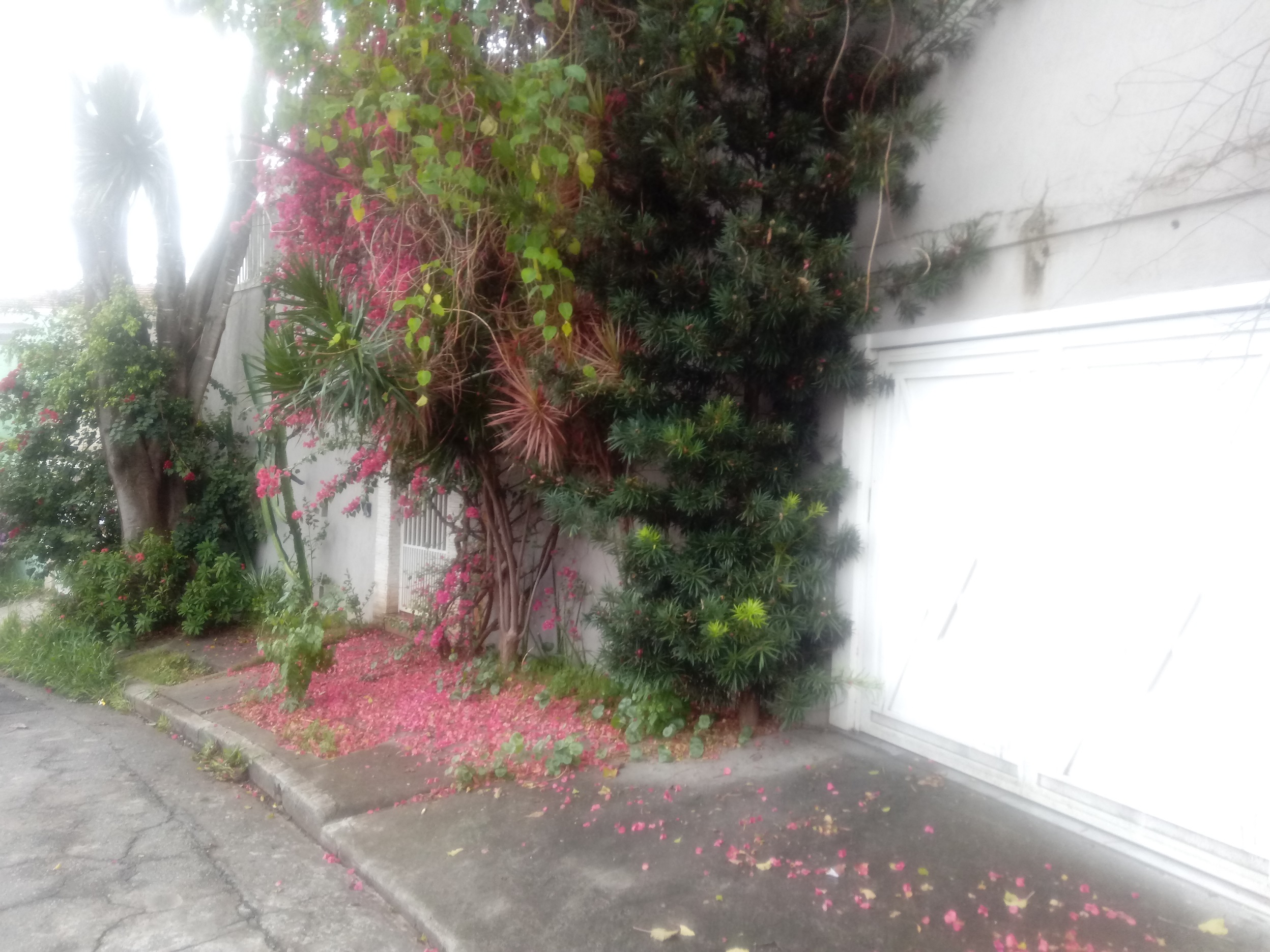 Garagem de Cima 20190907_081612.jpg