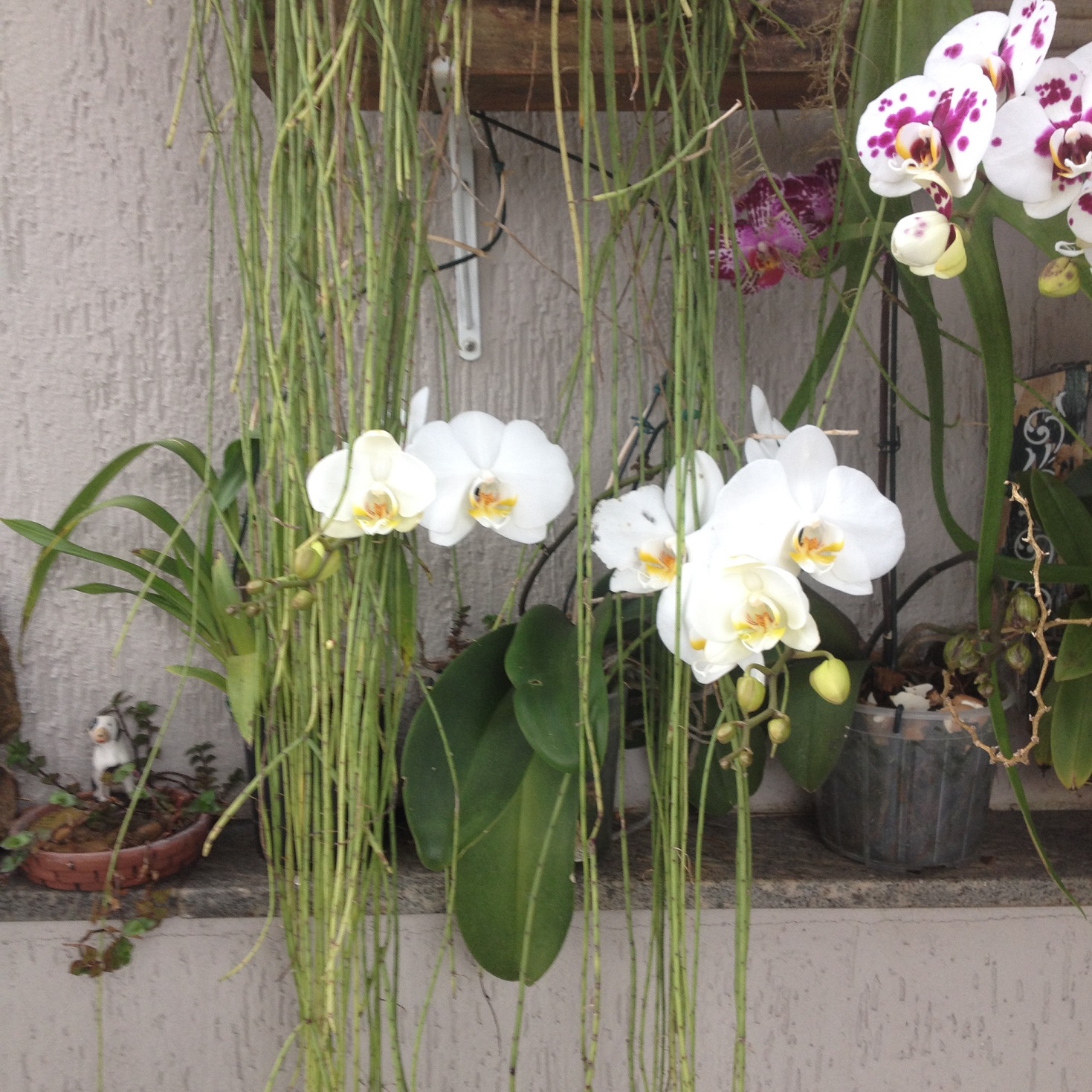 Orquideas IMG_2783.jpg