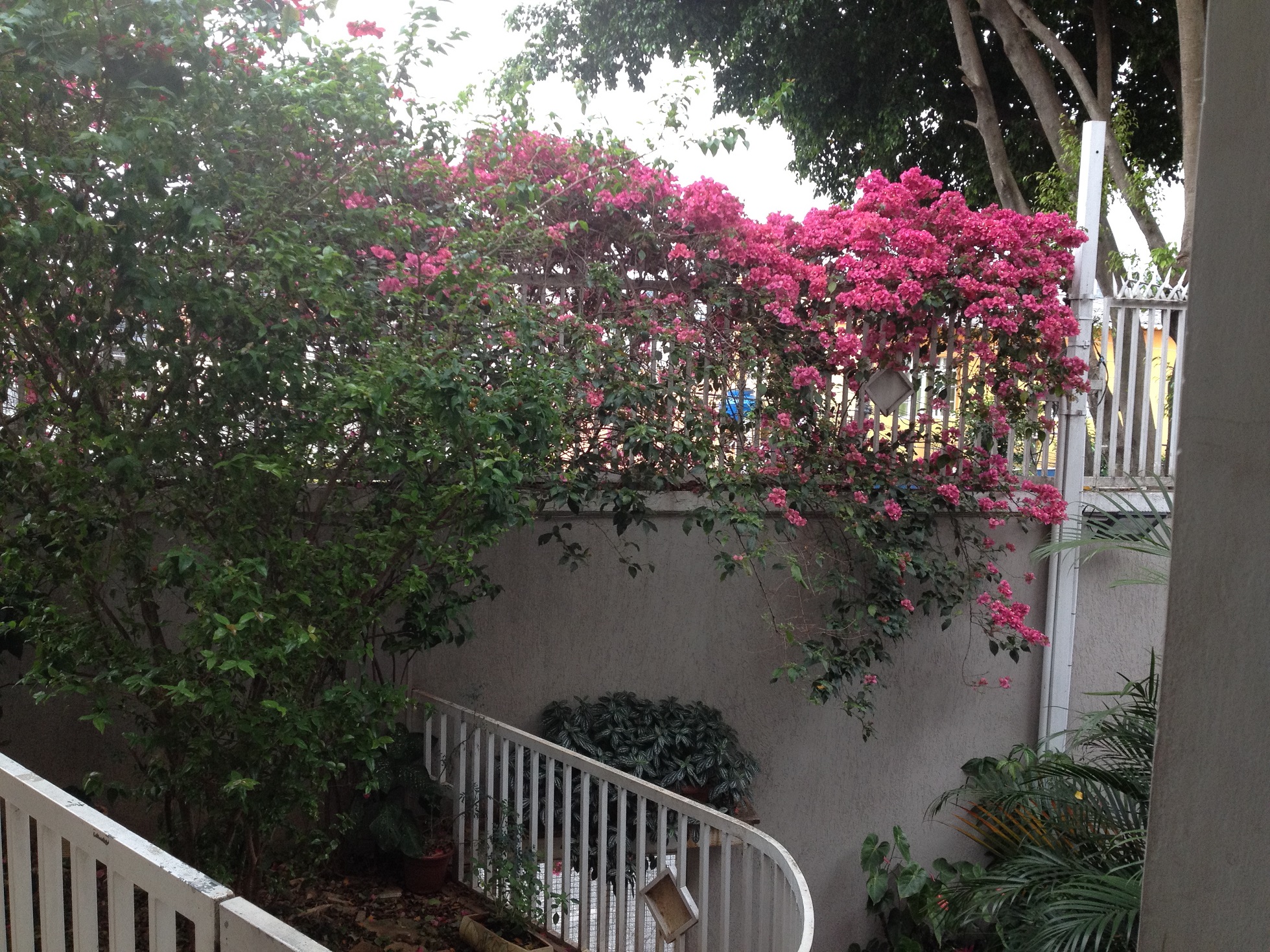 Primavera 3 IMG_2659.jpg