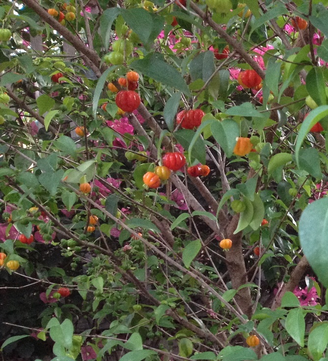 Nossa Pitangueira IMG_0123.jpg