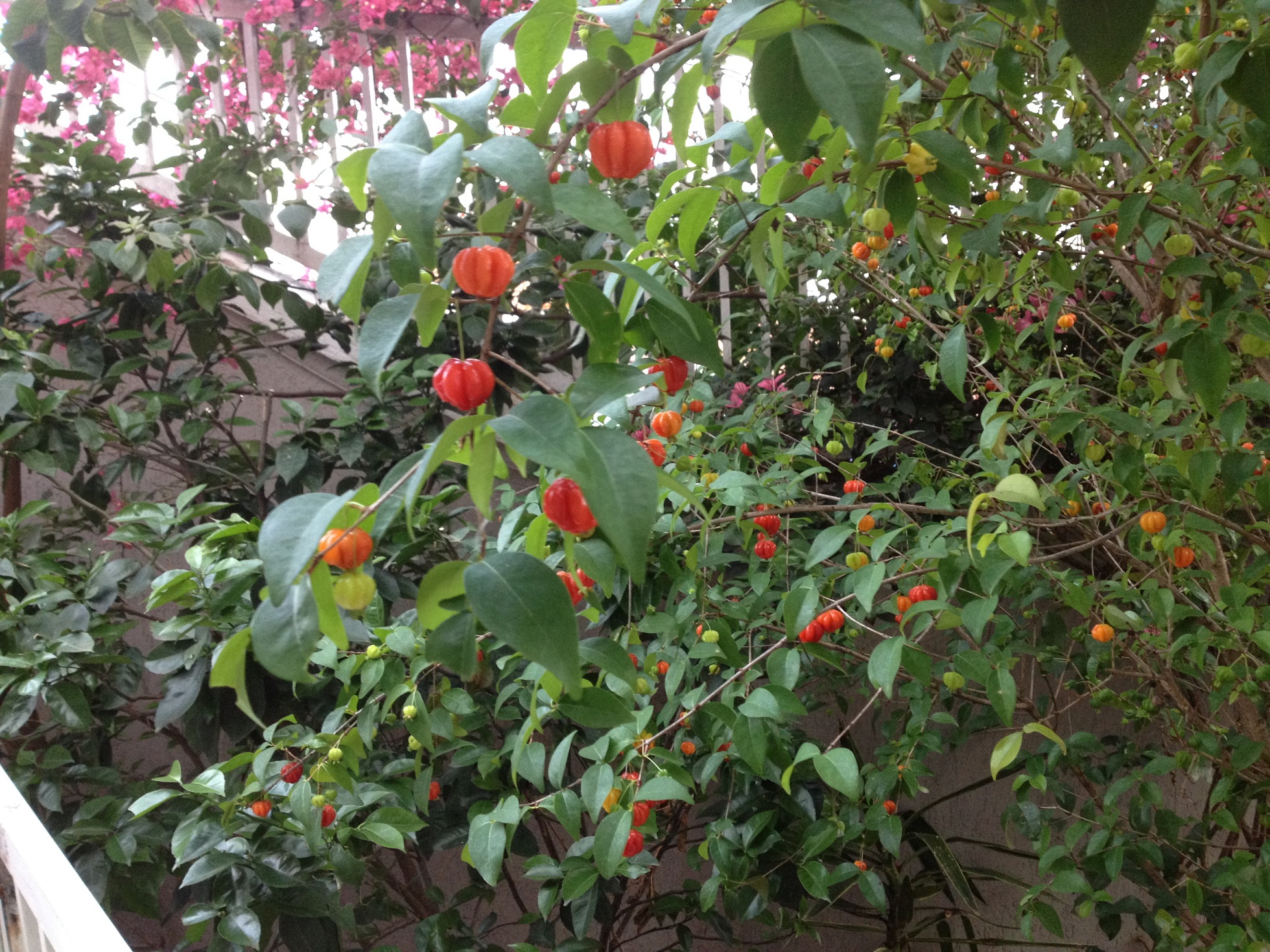 Nossa Pitangueira 2 IMG_0125.jpg