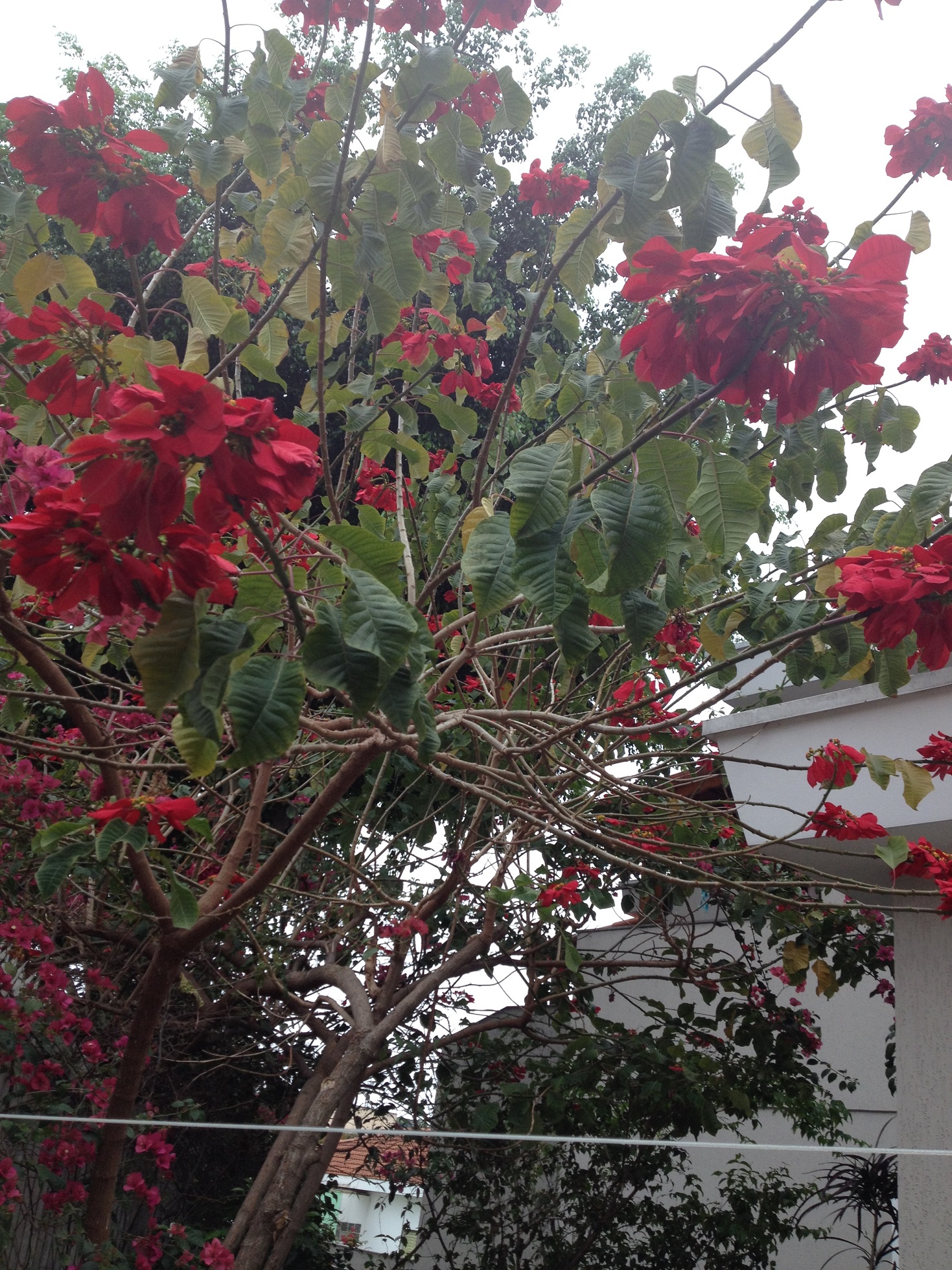 Primavera 2 IMG_2584.jpg