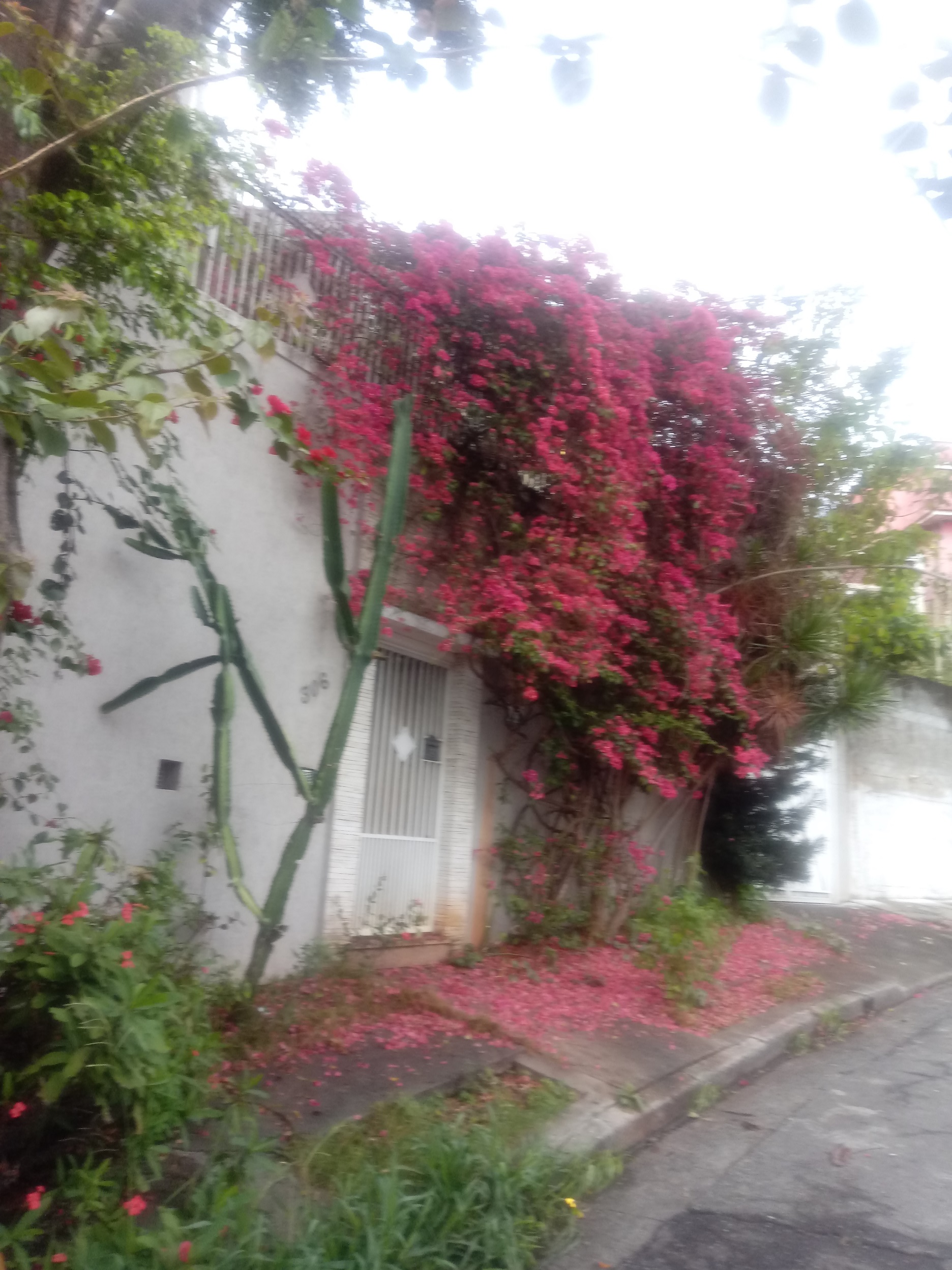 Portão Social 20190907_081534.jpg